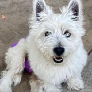 Meet your Posher, Callie